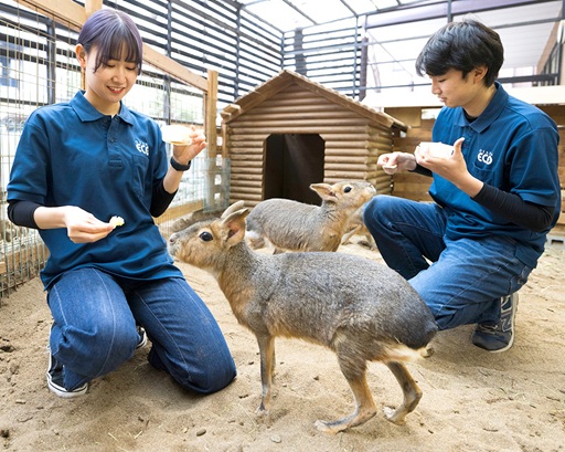 大阪ECO動物海洋専門学校 飼育員さんのお仕事体験
