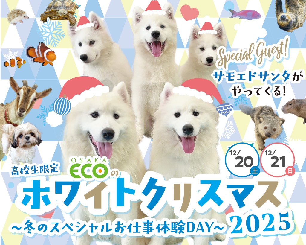 大阪ECO動物海洋専門学校 冬のスペシャルお仕事体験DAY2025★大阪ECOのホワイトクリスマス★
