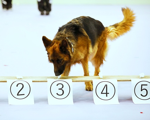 大阪ECO動物海洋専門学校 ドッグトレーナーのお仕事体験!!【警察犬】