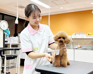 大阪ECO動物海洋専門学校 ペットトリマー体験