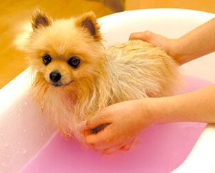 大阪ECO動物海洋専門学校 ペットエステティシャン体験!【アロマ】